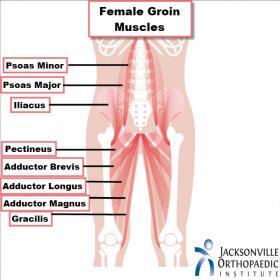 Groin Pain in Females - JOI Jacksonville Orthopaedic Institute