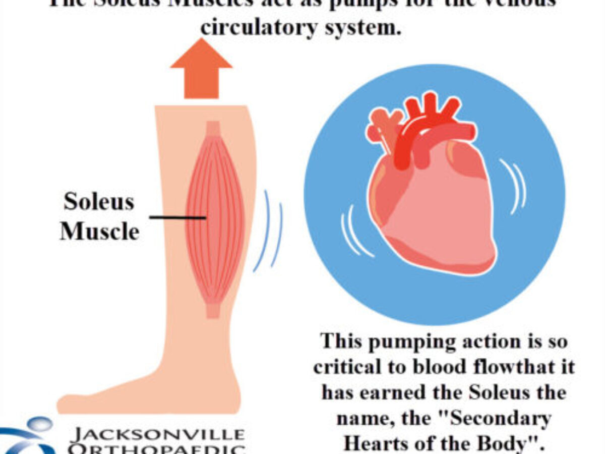 Why Is The Calf Muscle Considered The Second Heart? — Shaftesbury