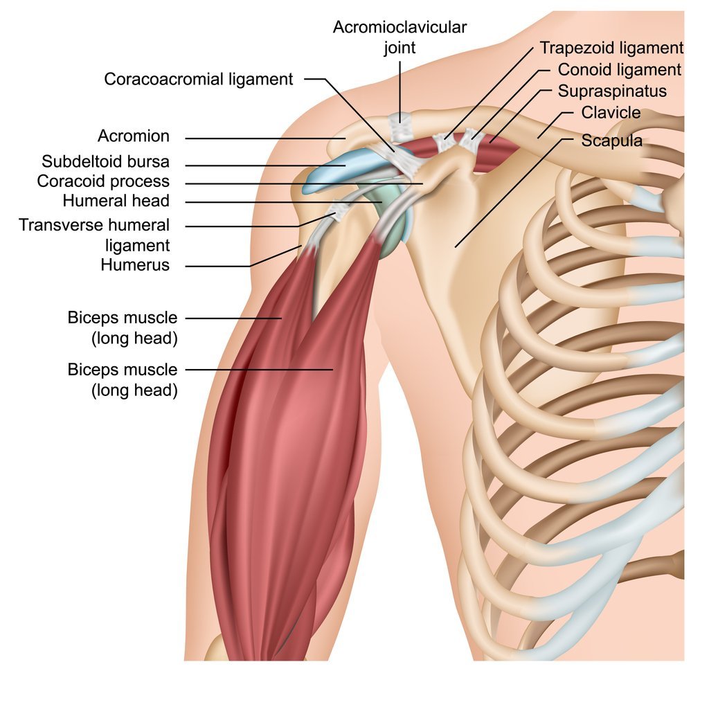 Understanding Shoulder Muscle Anatomy Jacksonville Orthopaedic Institute