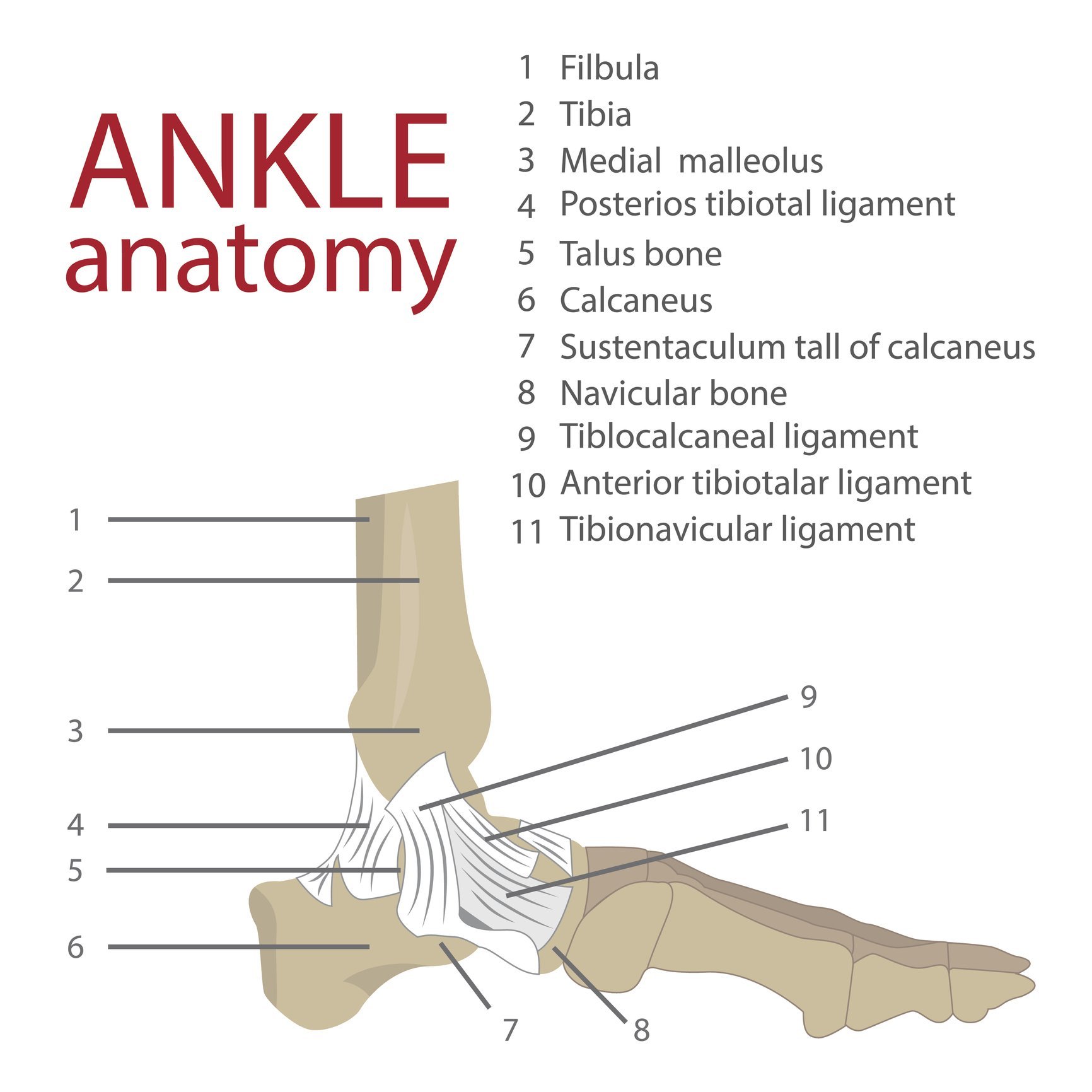 The anatomy of the ankle