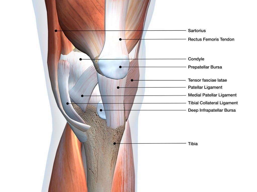 Knee Anatomy diagram showing knee Ligaments and Knee Tendons and Muscles of the knee. JOI Rehab
