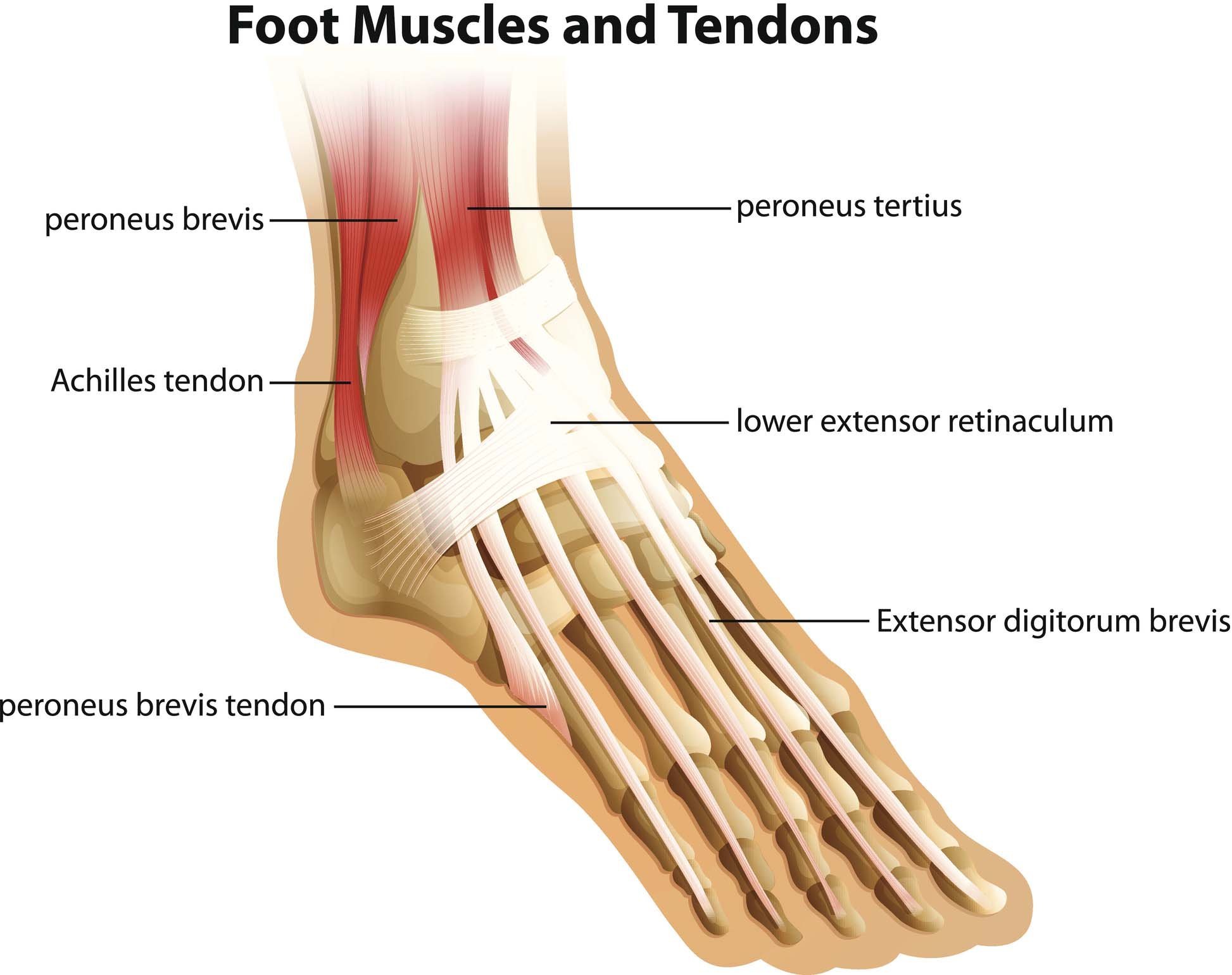 Image of ankle ligaments and tendons of the ankle. Torn ligament or top of foot muscles affected by torn ankle ligament . JOI Rehab