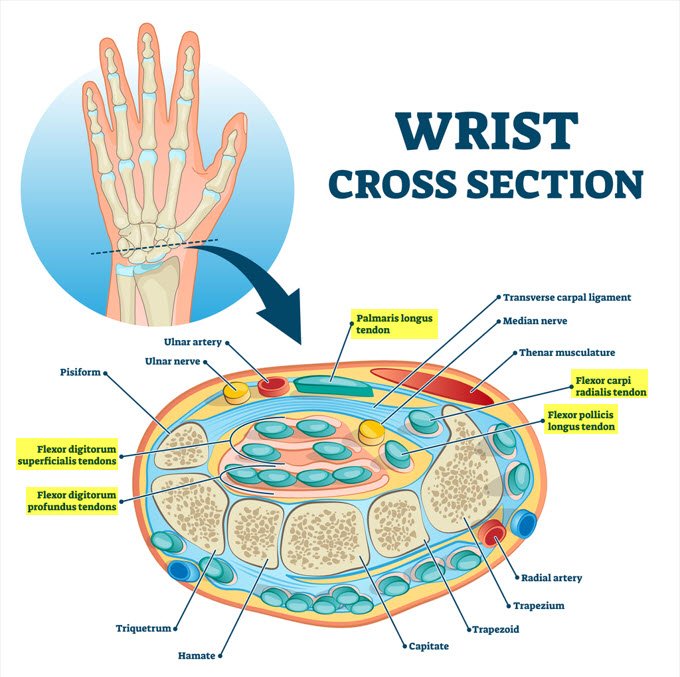 illustration of a cross section of the human wrist anatomy highlighting tendons prone to a wrist sprain. JOI Rehab