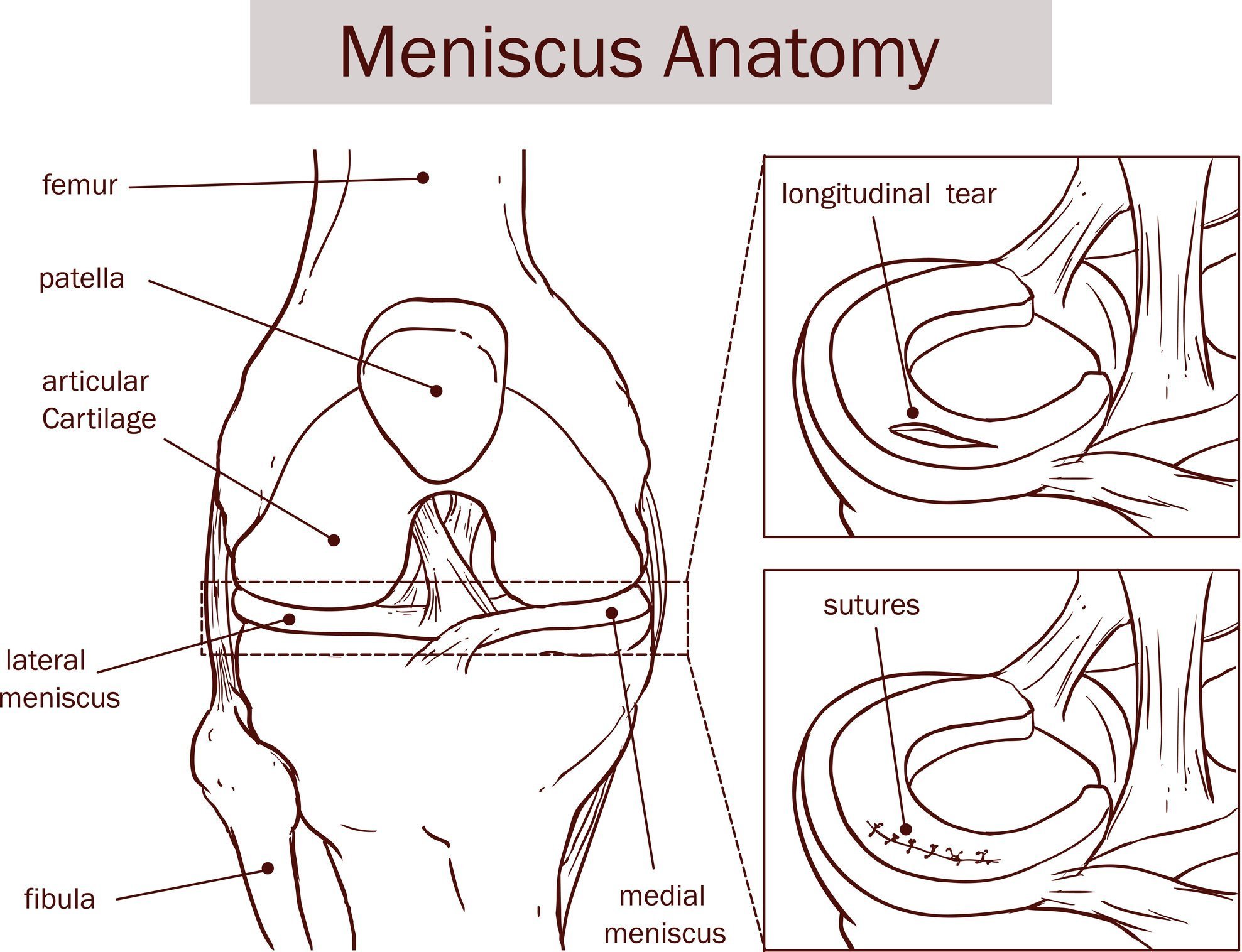 The meniscus and the articular cartilage of the knee anatomy of the tendons behind the knee. JOI Rehab