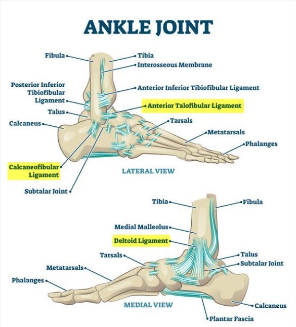 Calcaneofibular ligament, anterior talofibular ligament, deltoid ligament all highlighted in anatomy chart