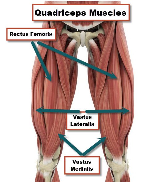 The vastus Muscles located in the Quadricep on both legs left and right.