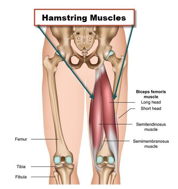 Diagram showing the leg bones and hamstring muscles that support the knee. JOI Rehab