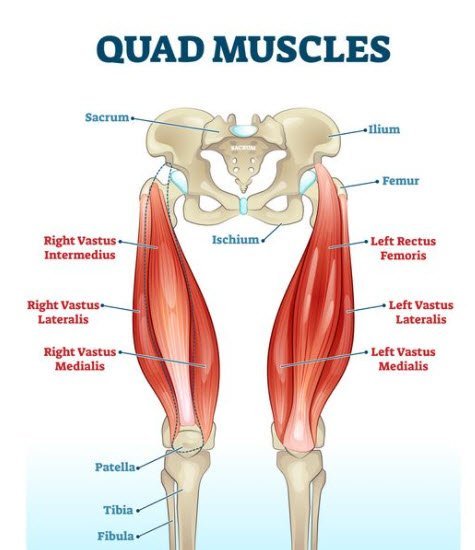 Anatomical Quadricep labeled and descriptive of the muscles contained in the quad.